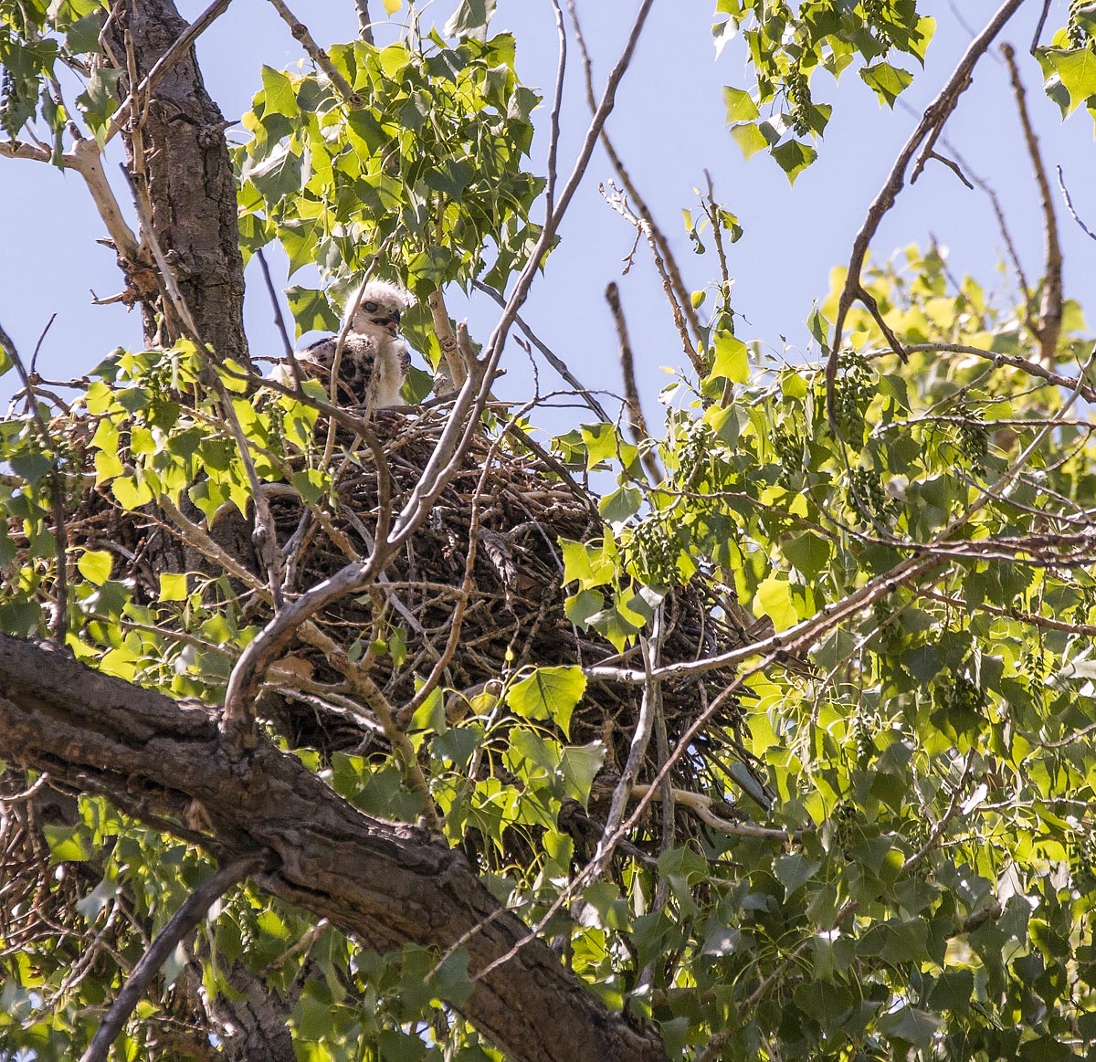 Red-tailed Chick