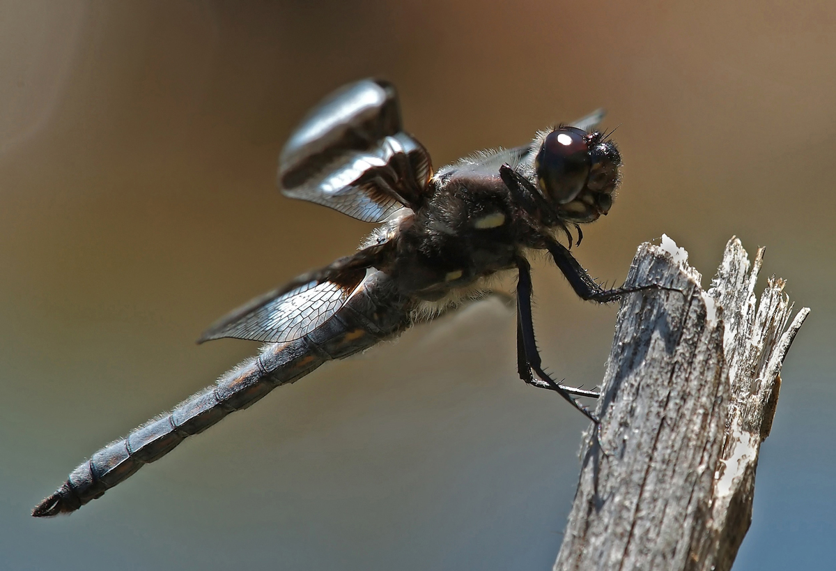 Four Spot Skimmer