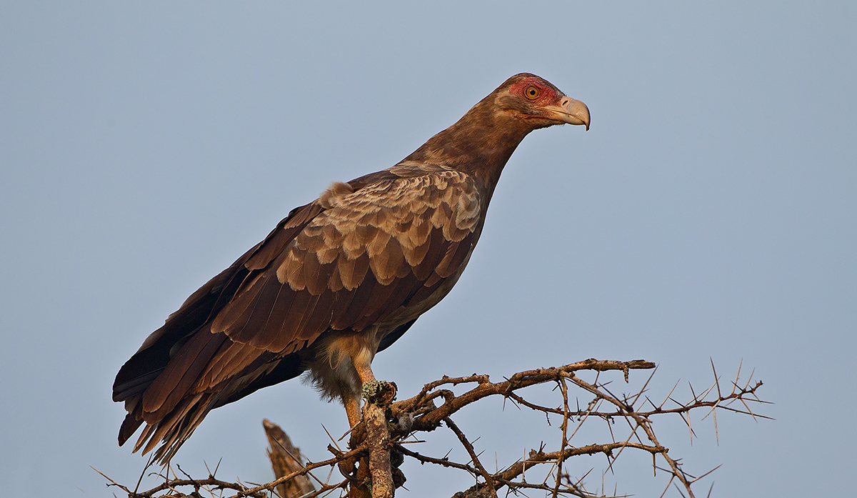 Palm Nut Vulture