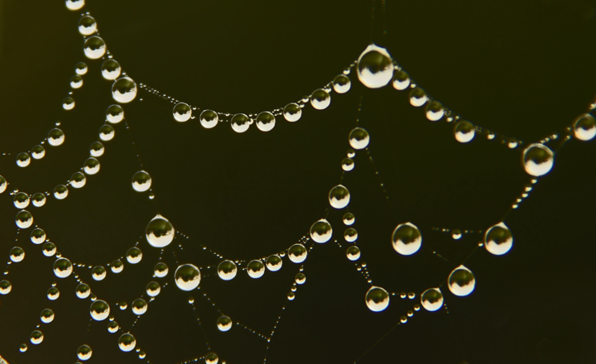 water web