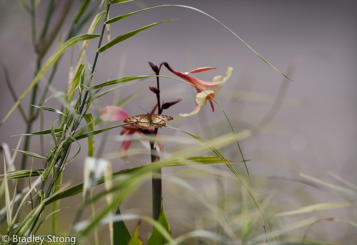 Hidden Butterfly + Repost