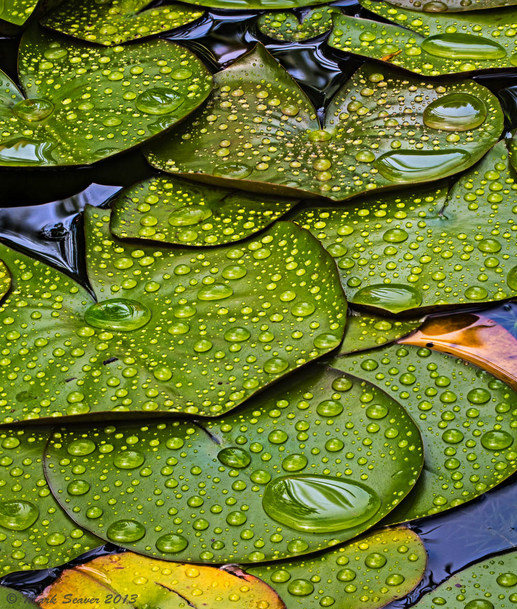 Raindrops on Lilies