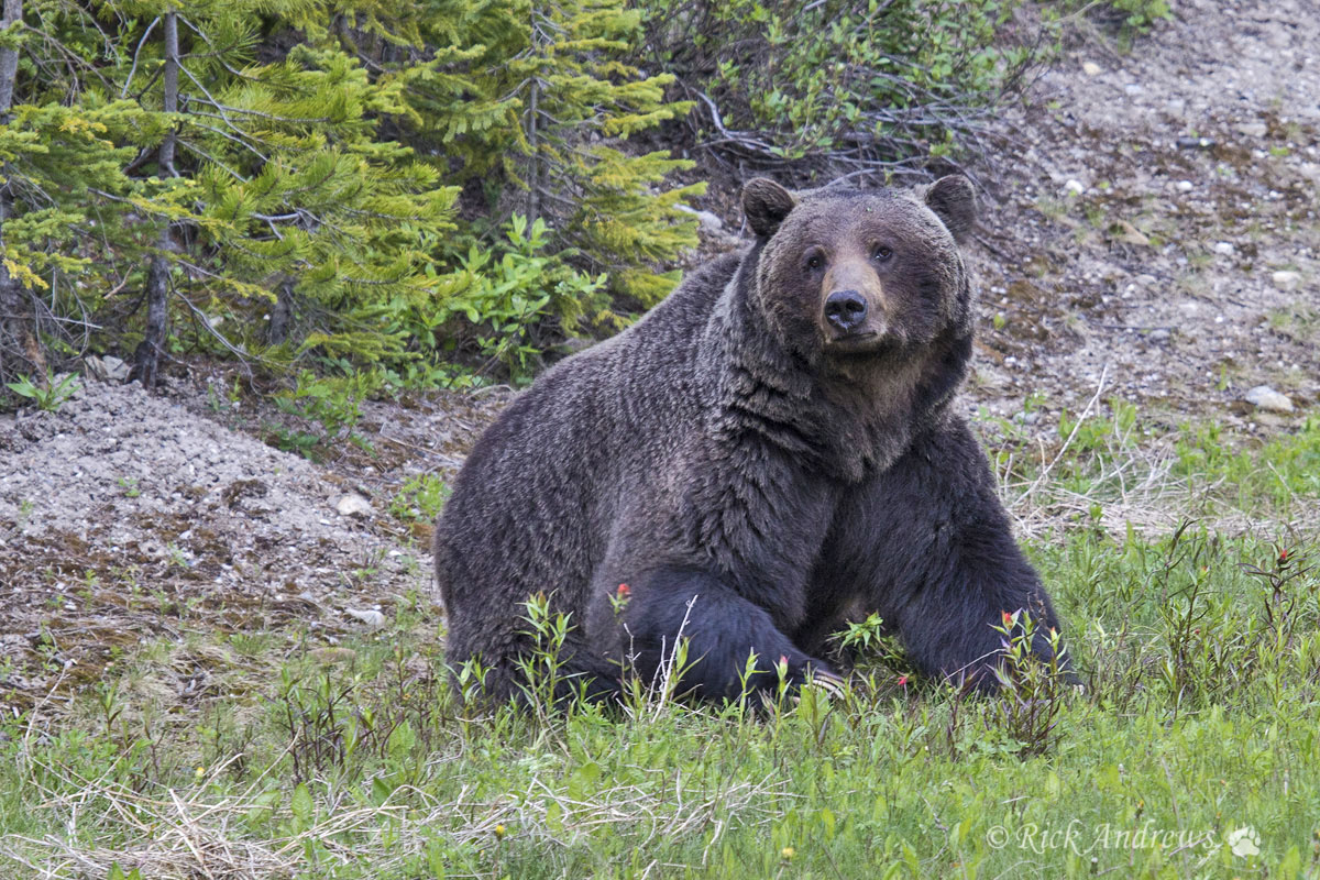 Grizzly Boar