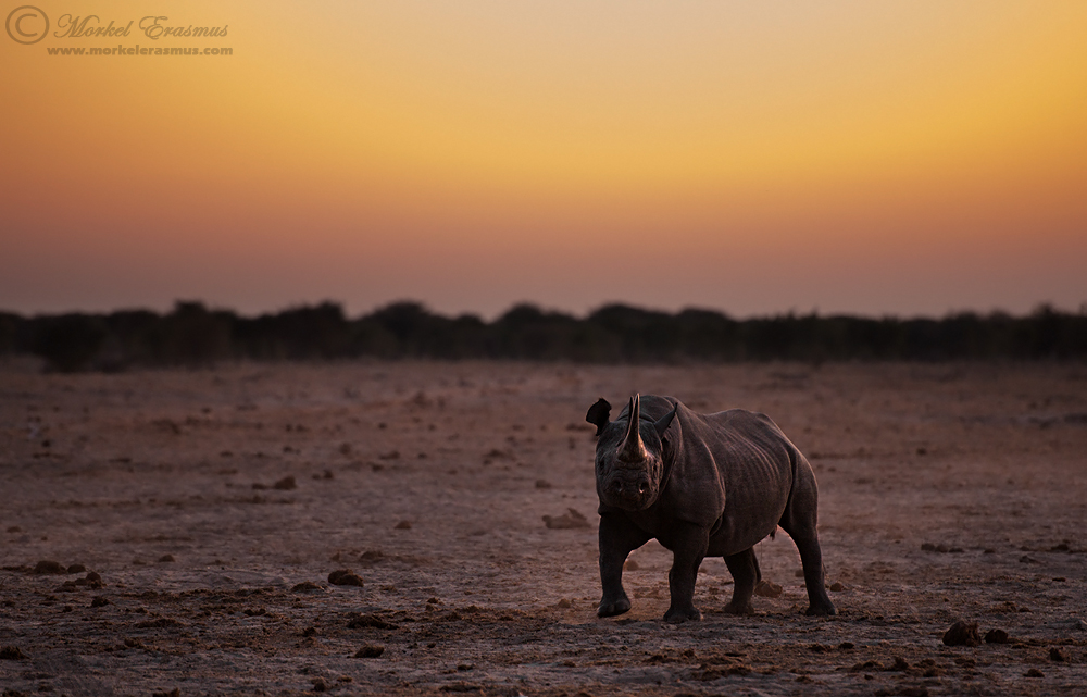 Rhino Dusk