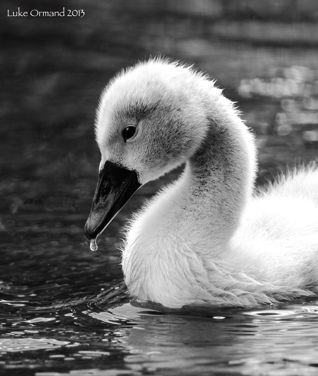 Cygnet in B&W