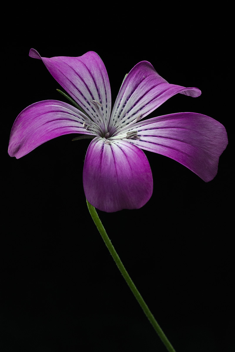 Pretty in Pink