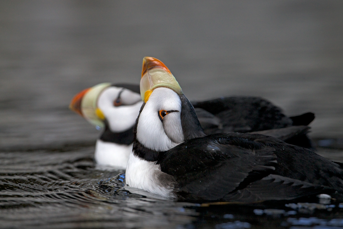 Horned Puffin (c)