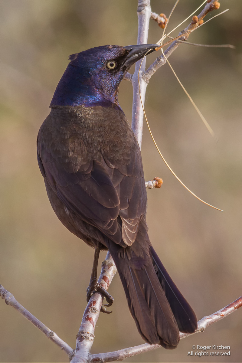 Nestbuilding Grackle