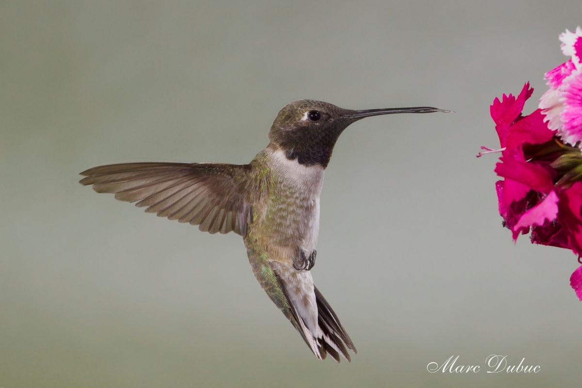 Black-chinned HB