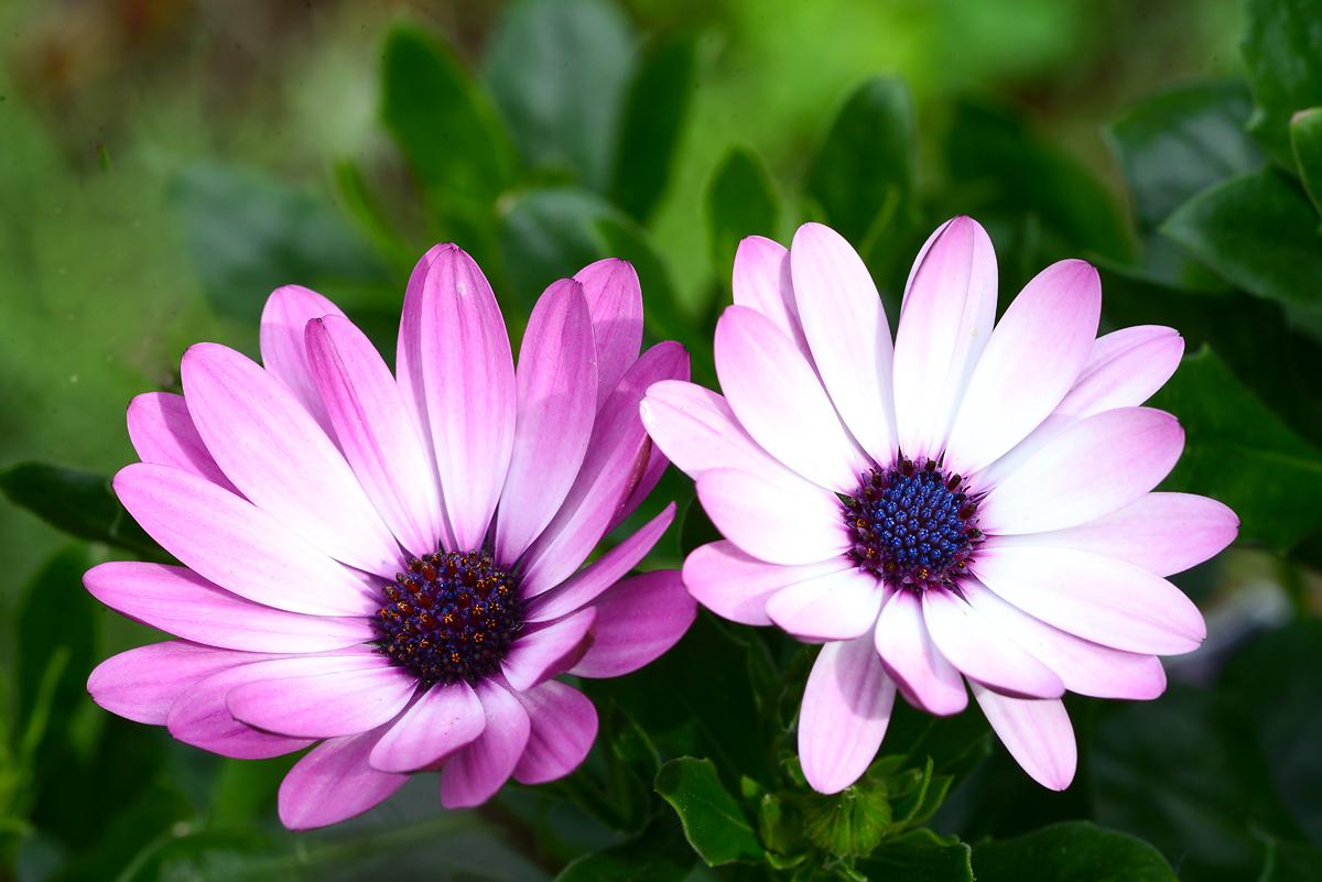 Amazing  twin  blooms