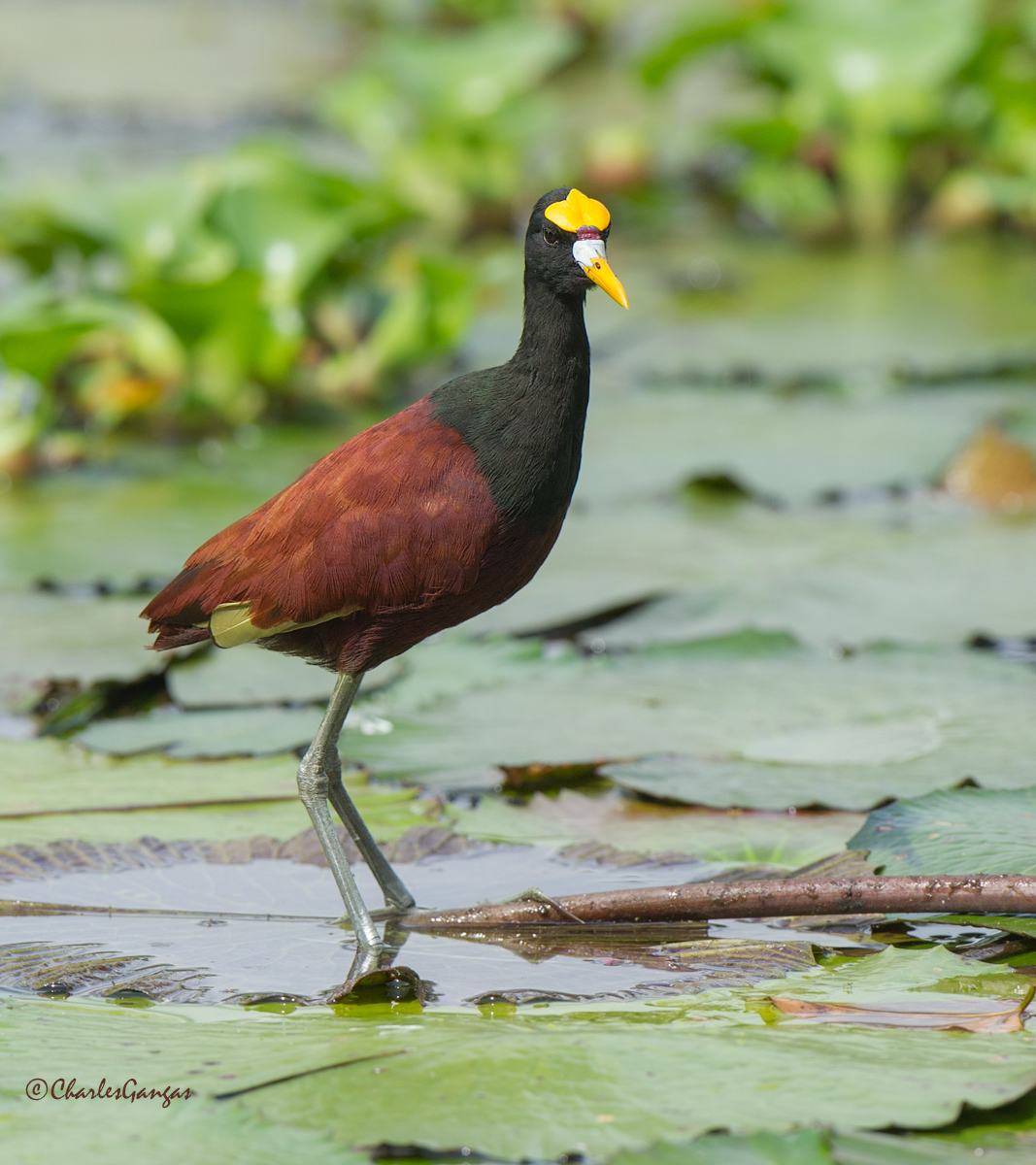 Northern Jacana