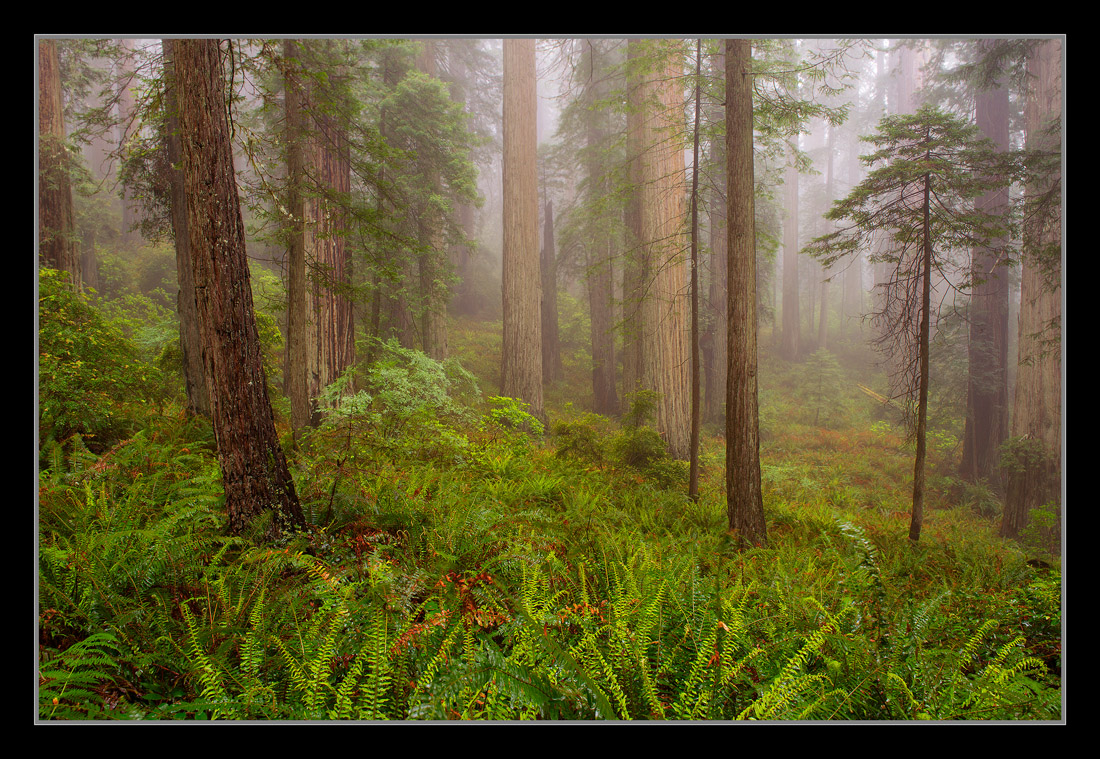 The Raining Trees!