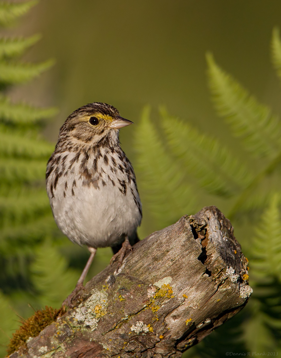 Savannah Sparrow