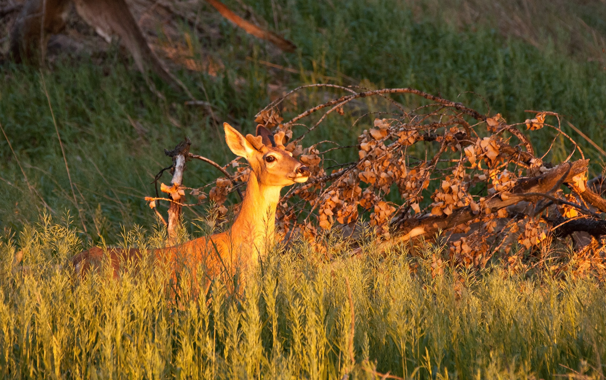 Morning Light