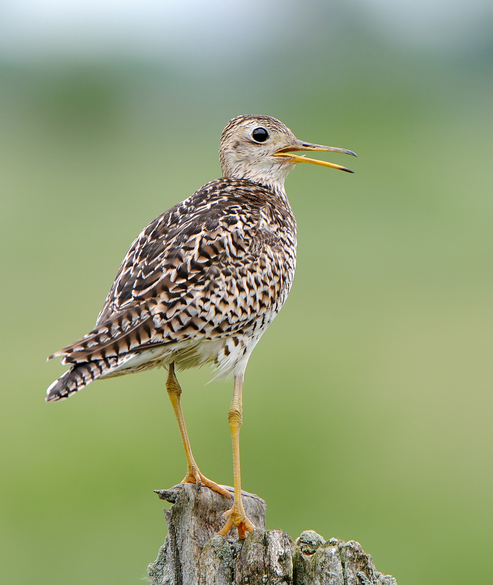 Upland Sandpiper Calling