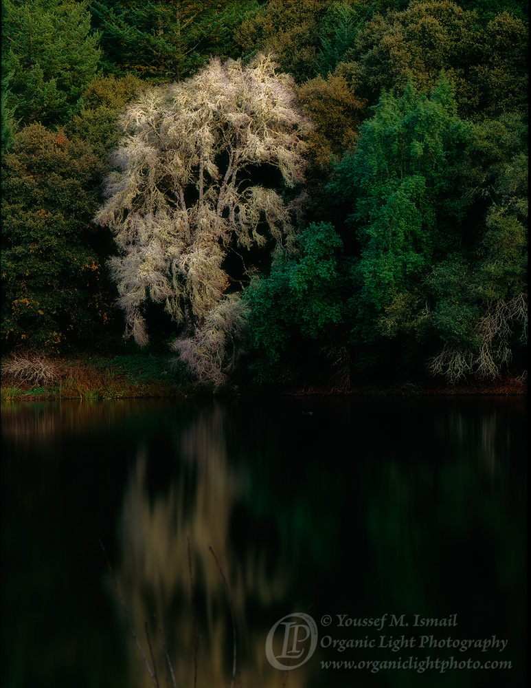 Seeing Ghosts + Repost
