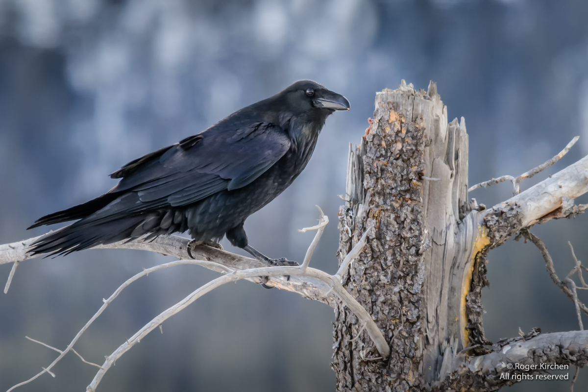 Raven on dead tree