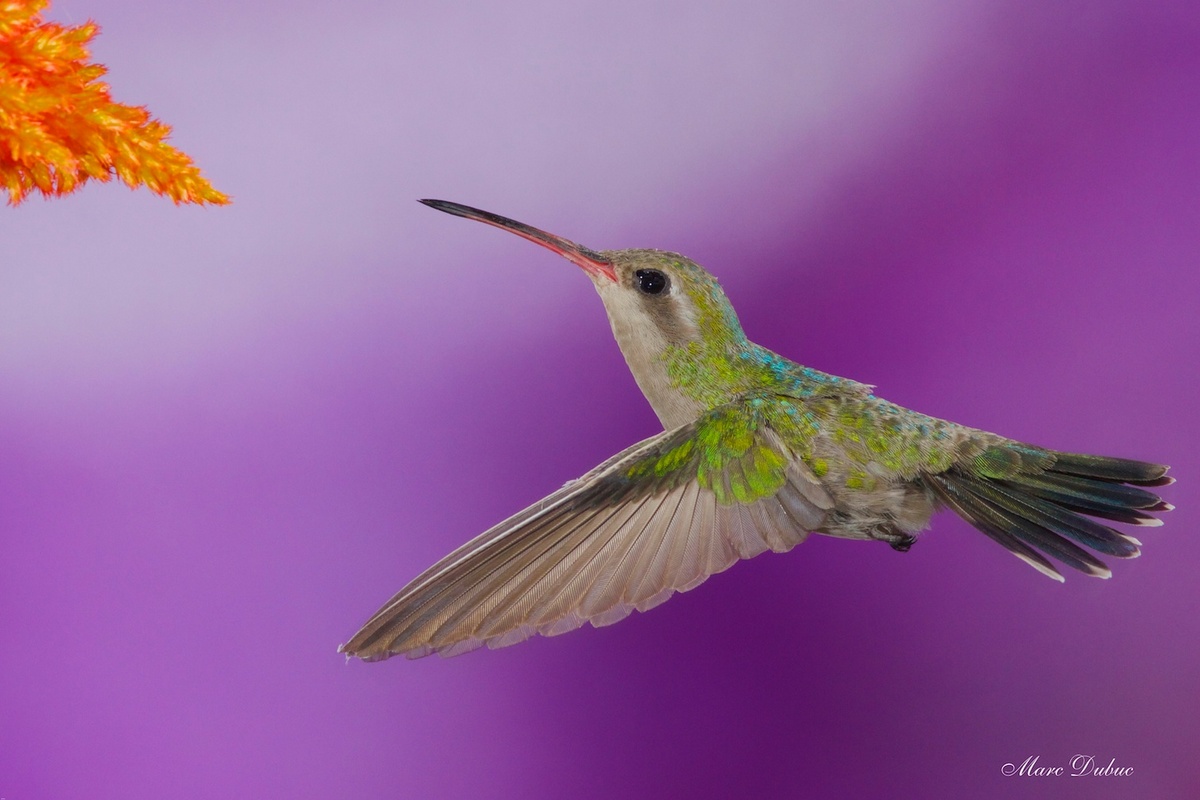 Broad-billed Hummingbird