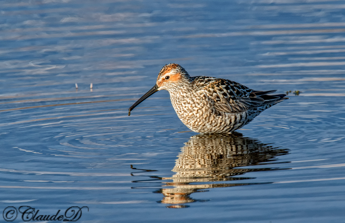 Stilt Sandpiper