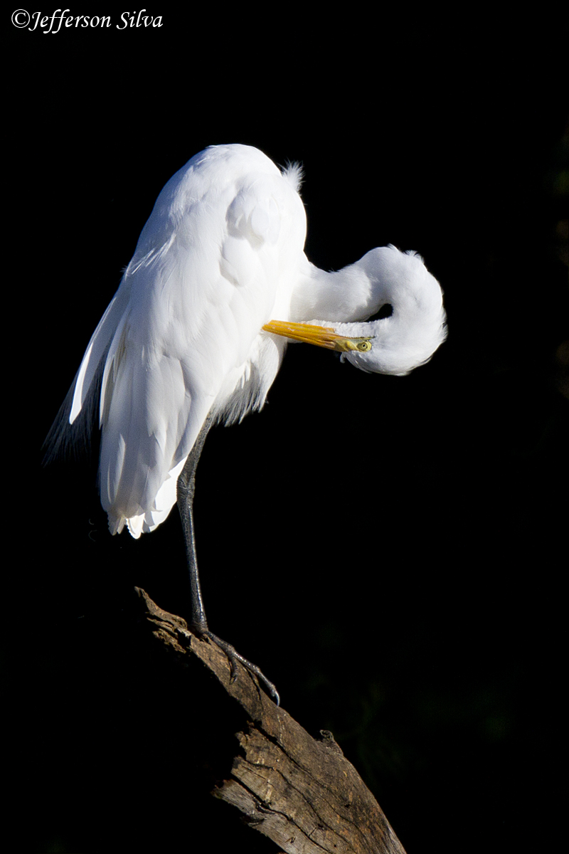 Great Egret