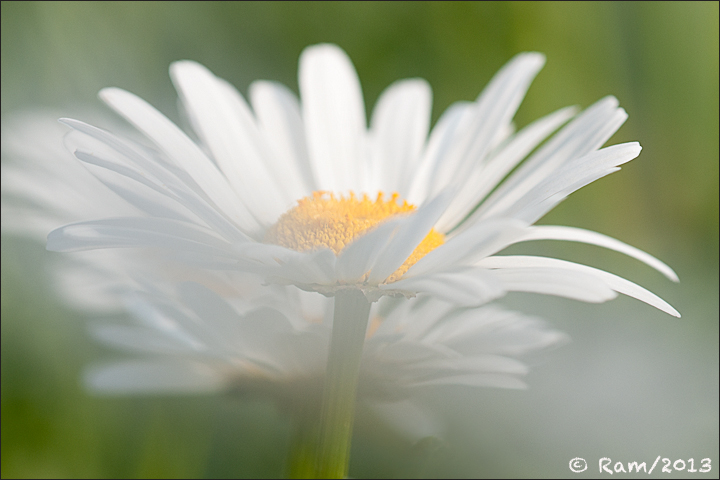White Daisy