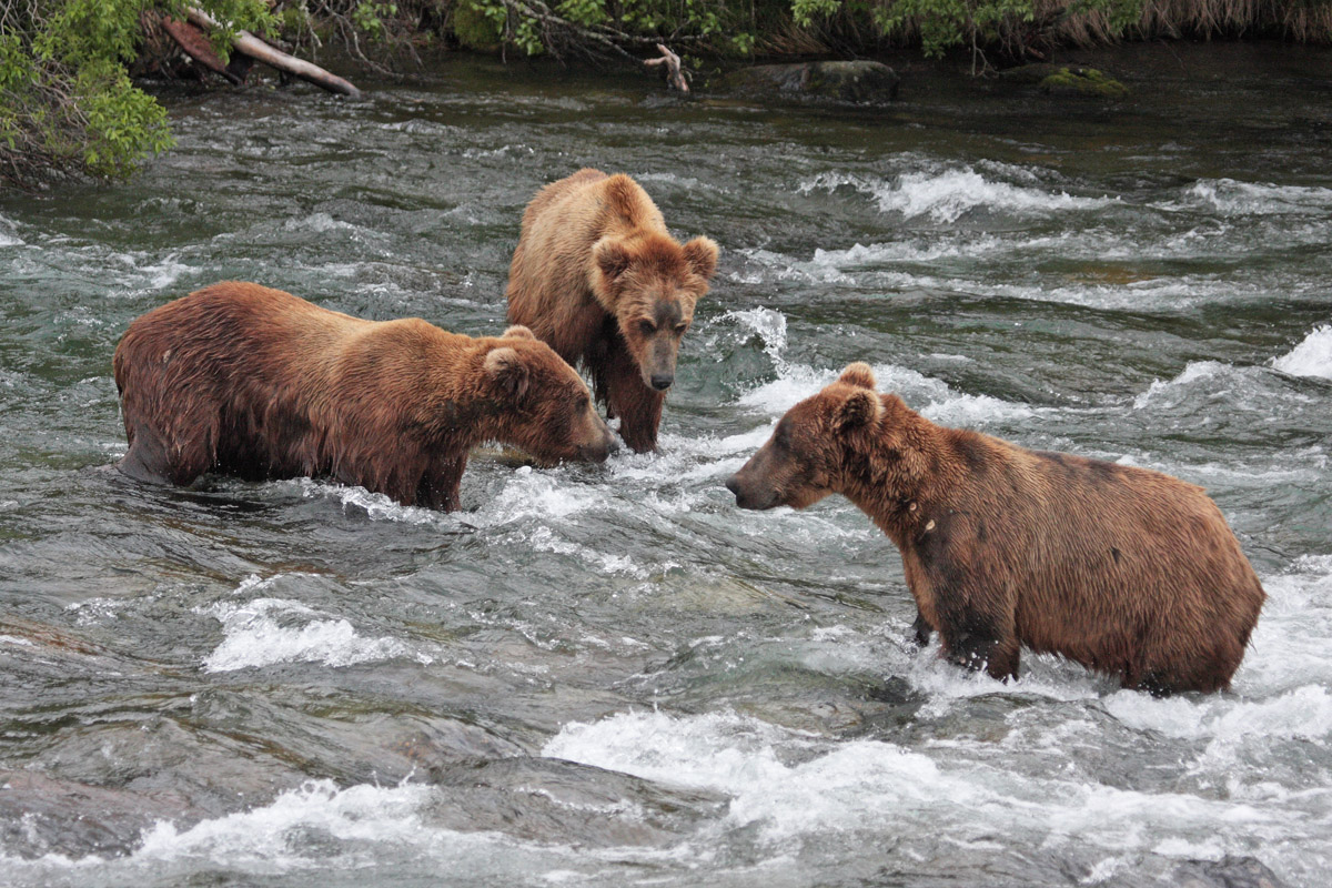 Bear Round Table
