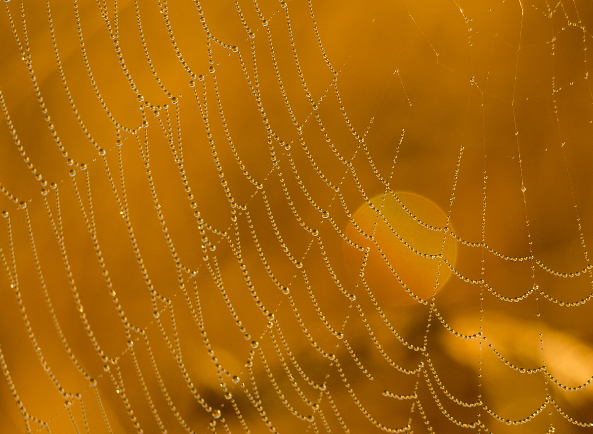 A Cosmic Web