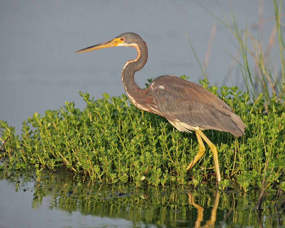 Tricolor in Habitat