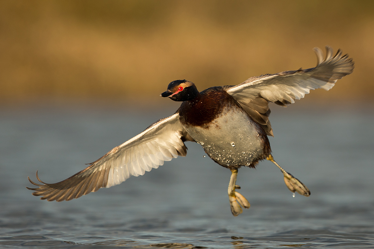 Horned Grebe...