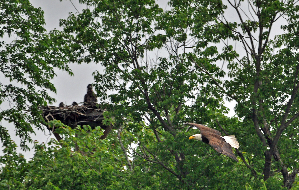 Flying Lessons