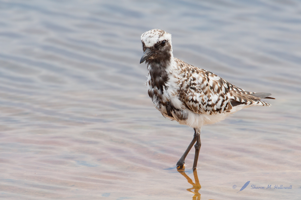 BB Plover