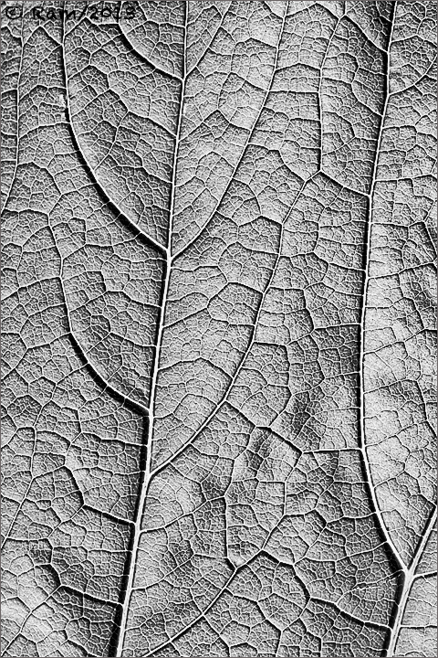 Backlit Leaf in B&W