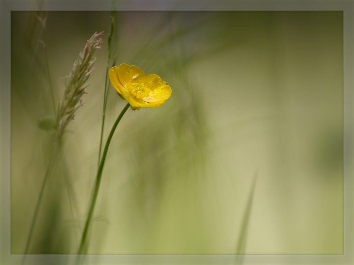 Meadow Buttercup