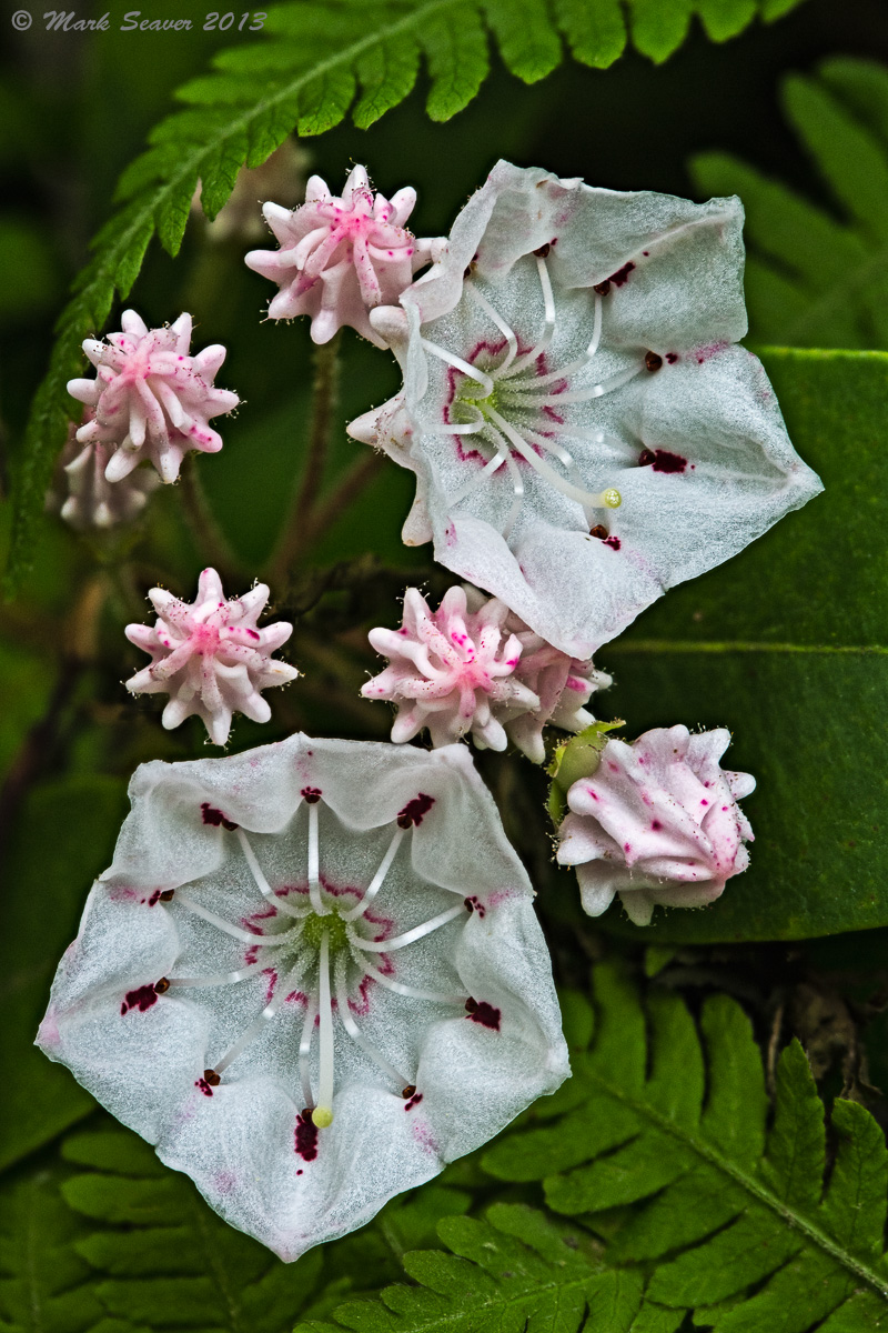 Mountain Laurel