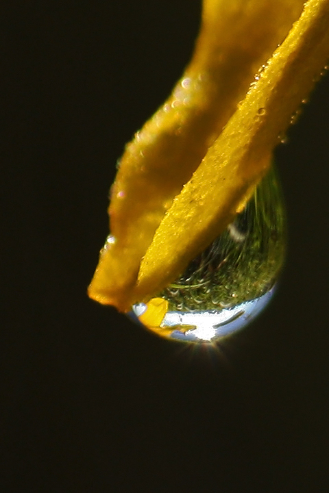 Cone flower water drop 
