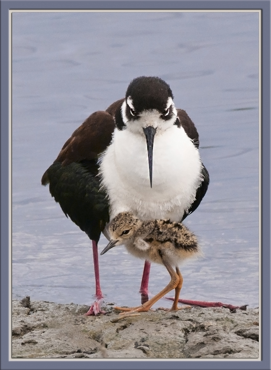 Stilt Mom and Chicky