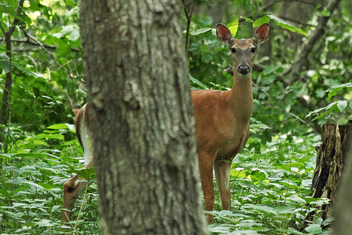 Deer in the grove + repost