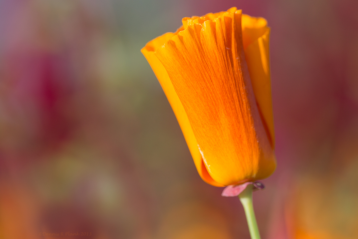 Poppy burst & repost