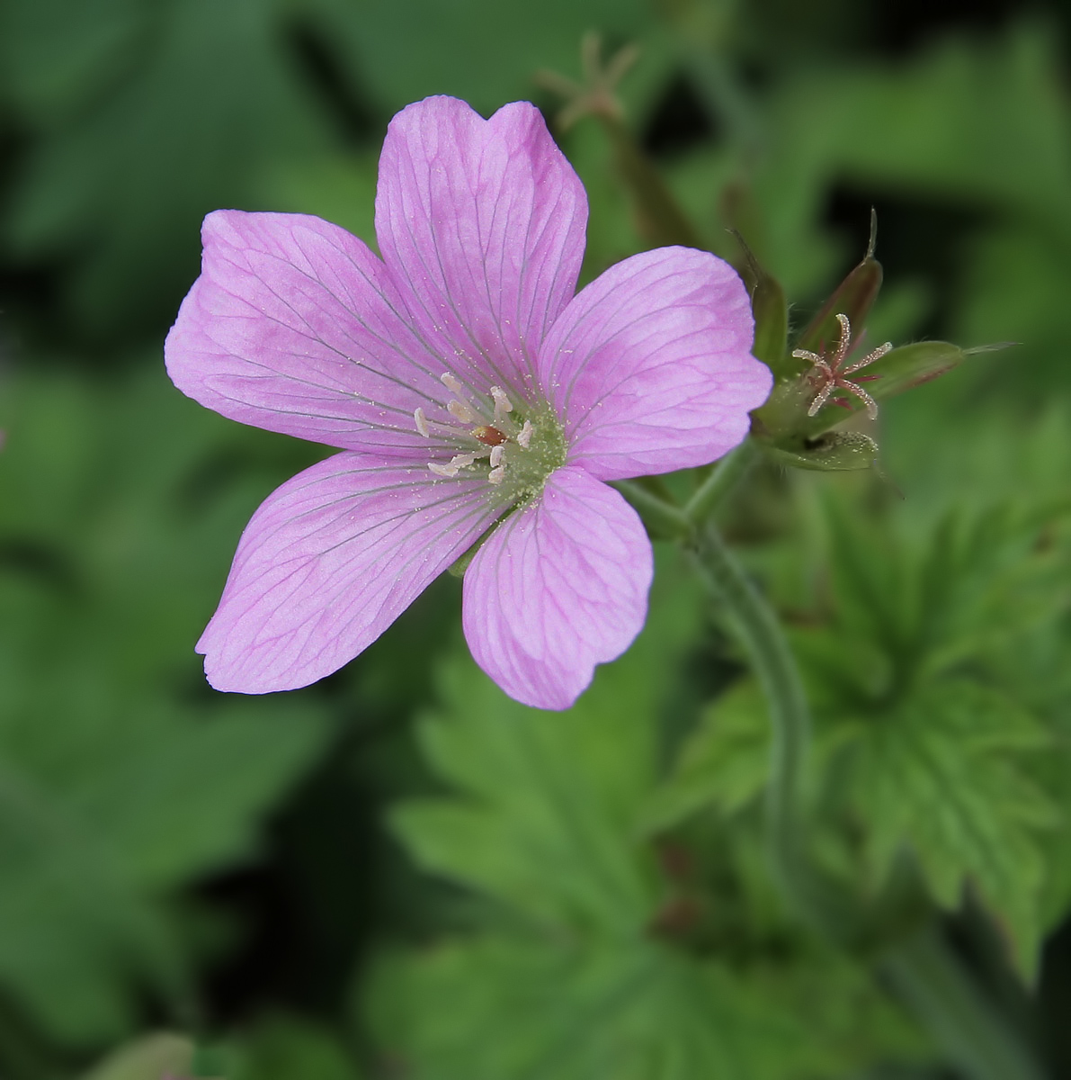 Pink Flower