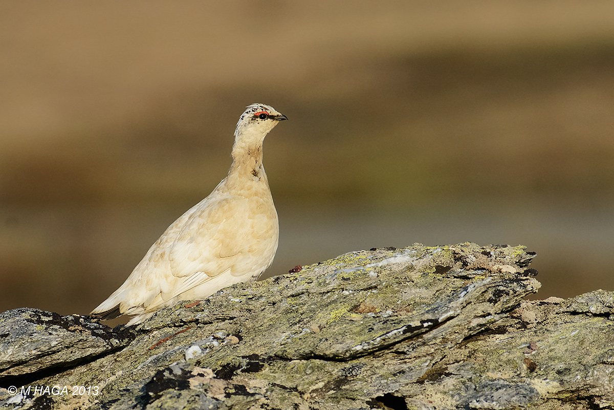Rock Ptarmigan