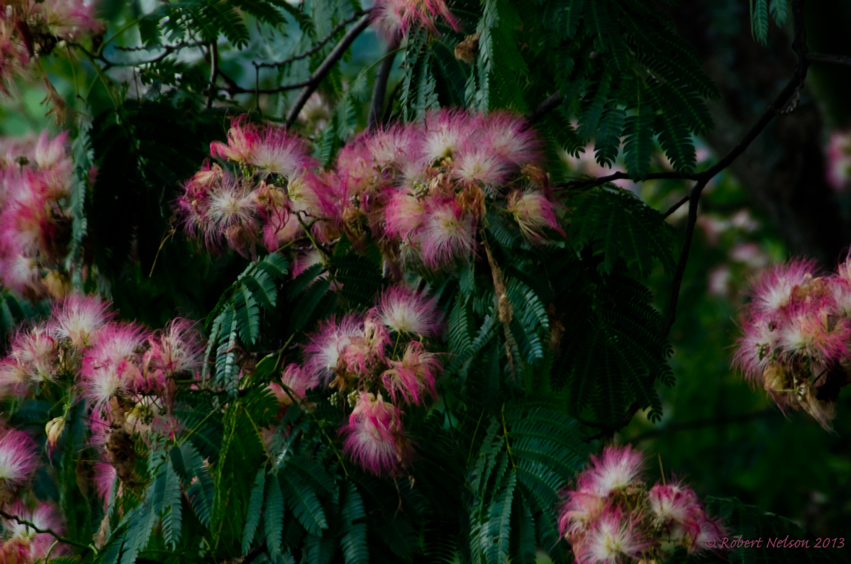 Mimosa