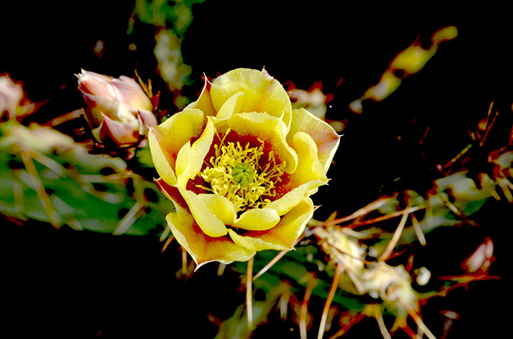 yellow cactus flower 