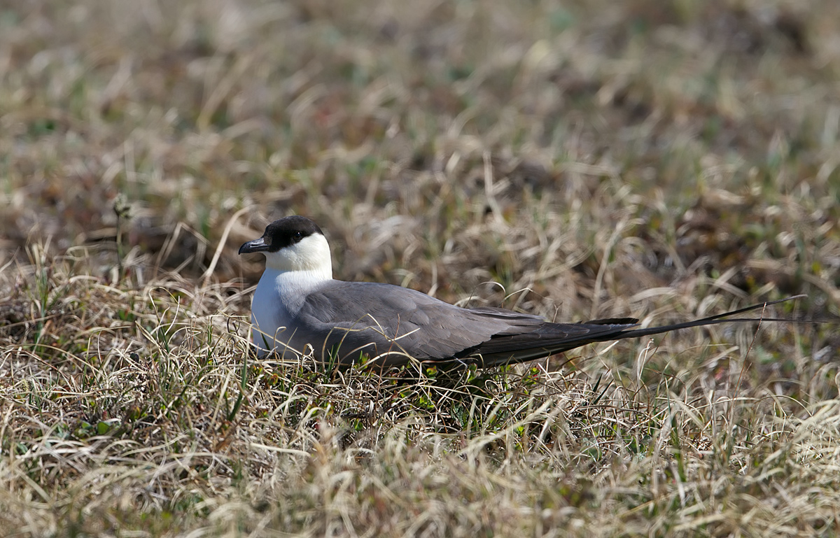 Long-tailed Jaeger