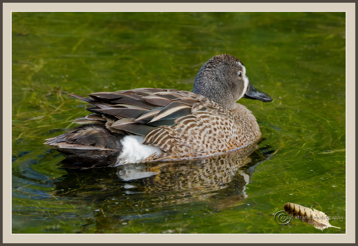 Blue Winged Teal w/repost