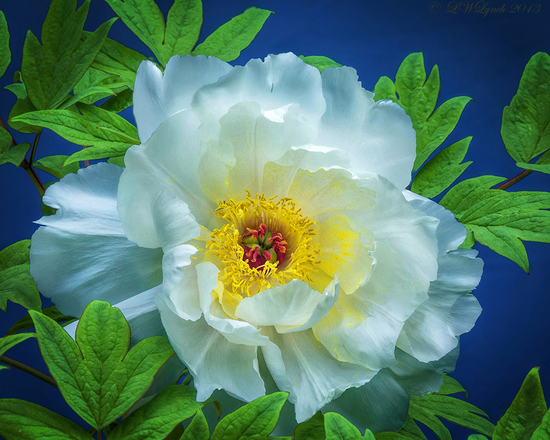 Peony