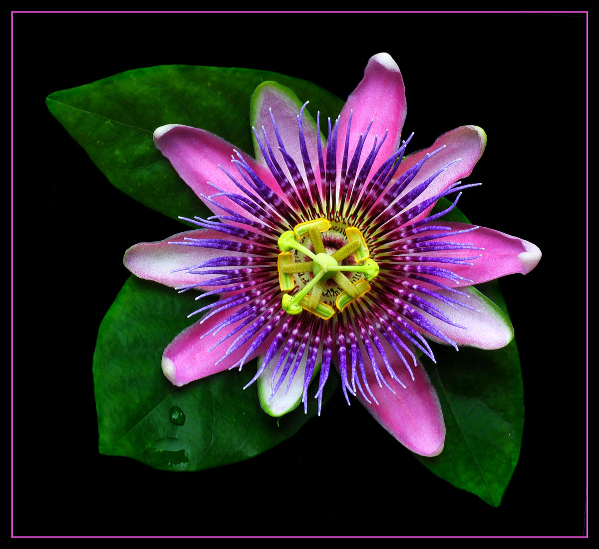 Passion flower