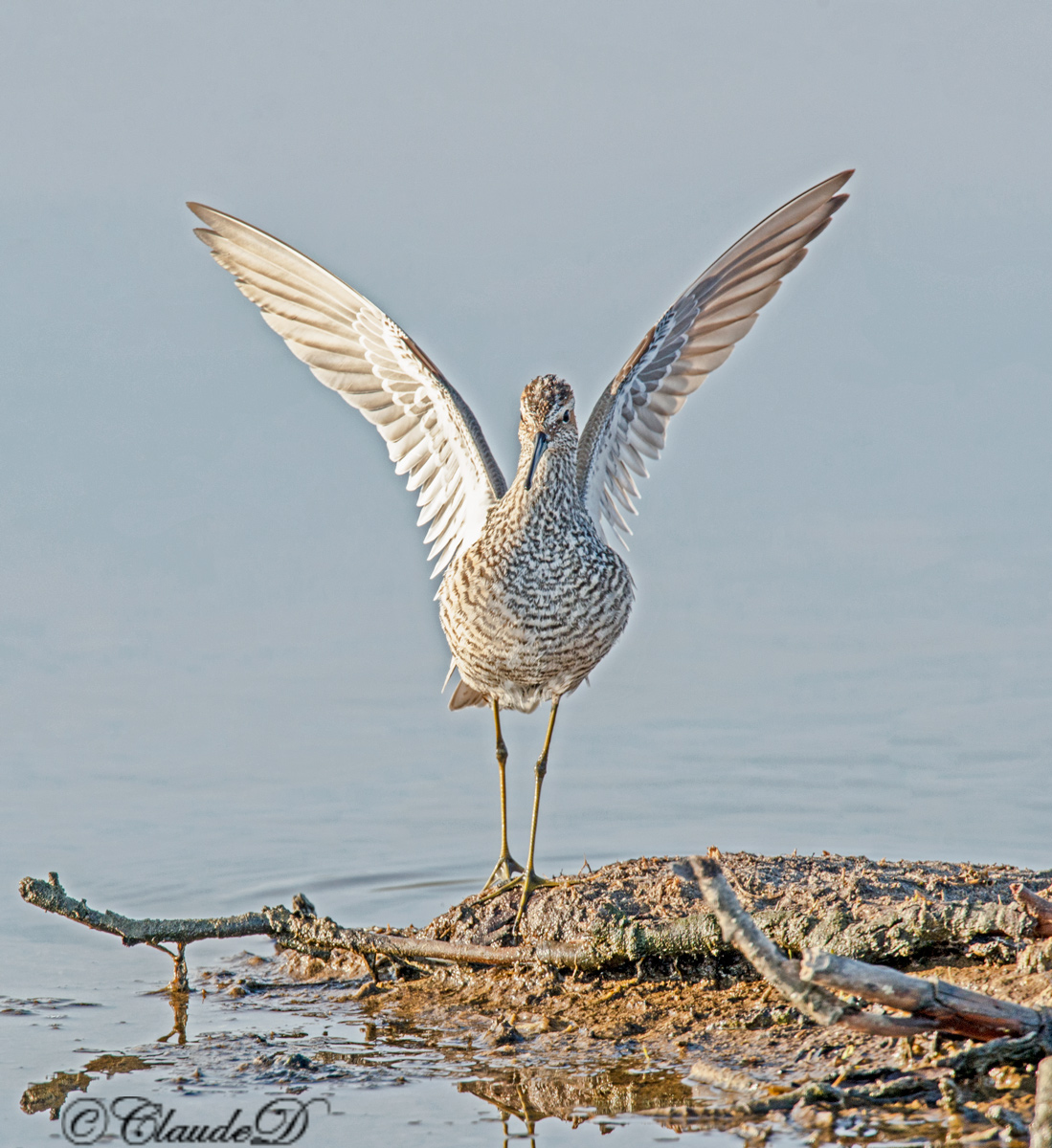 Stilt Sandpiper