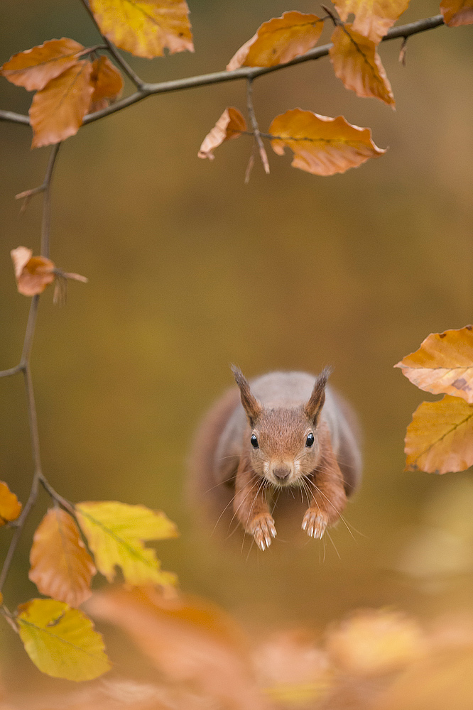 Run Forest......