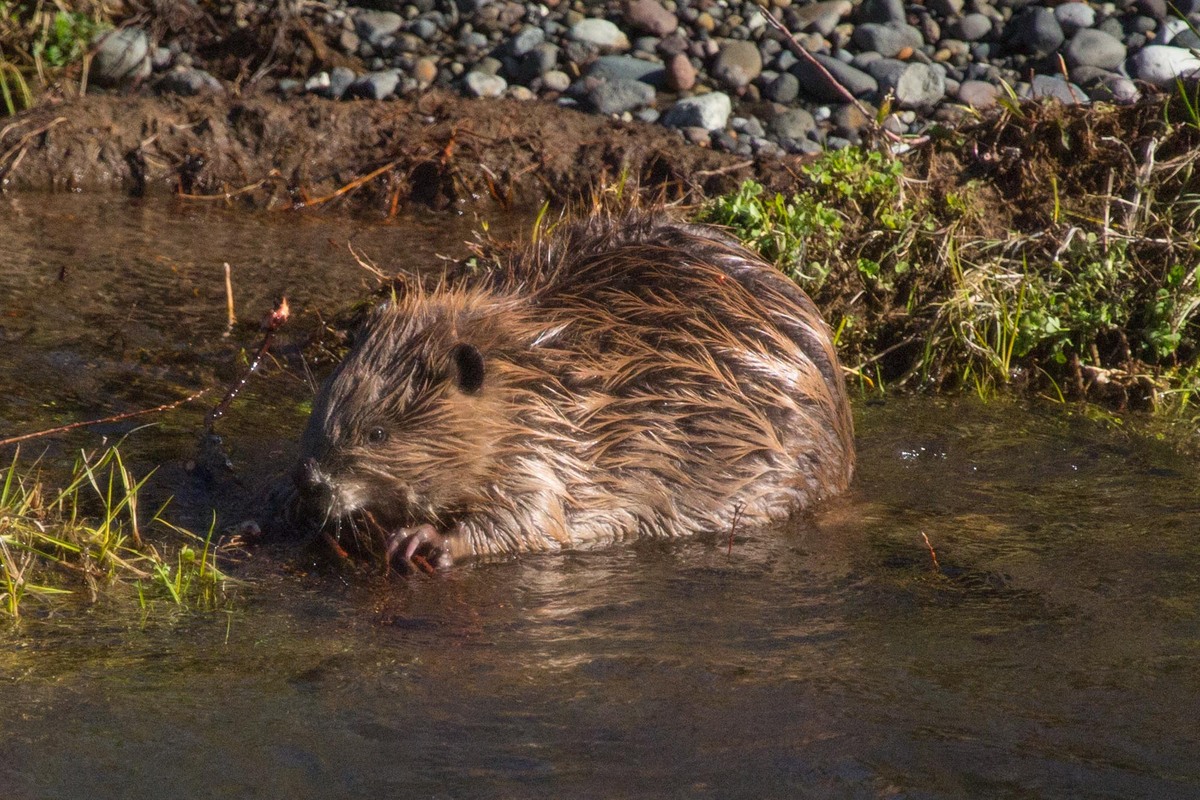 Beaver supper