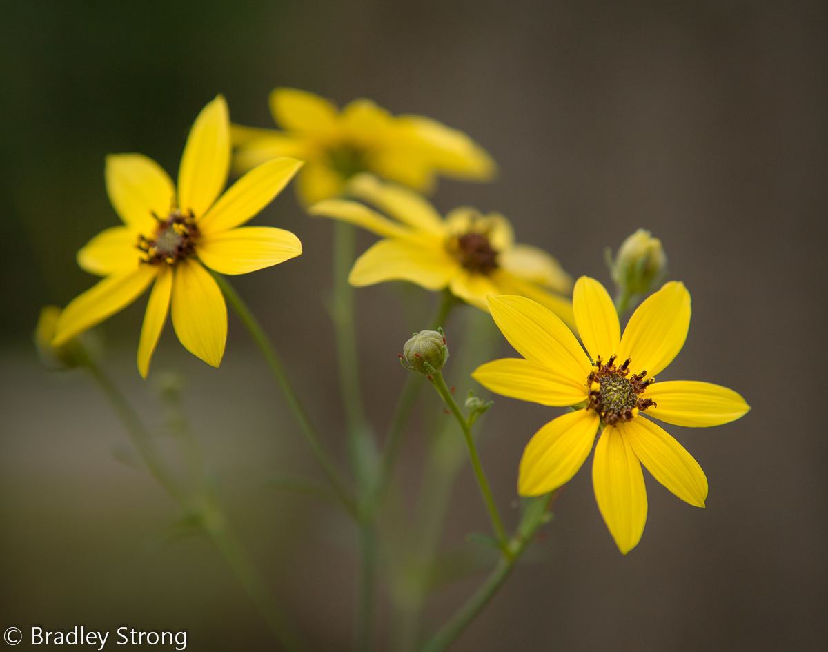 Daisies?